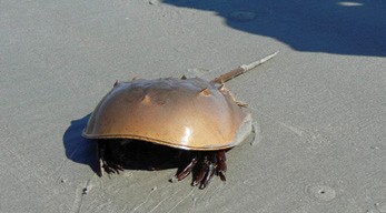 The horseshoe crab is one of many marine animals being studied by scientists with a goal of improving human health. © wildbook.files.wordpress.com