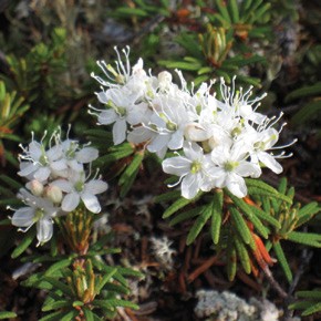 Labrador Tea