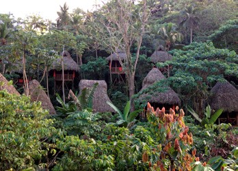 Dominican Republic Tree House