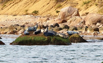 Seals off Plum Island