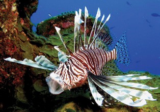 Lionfish