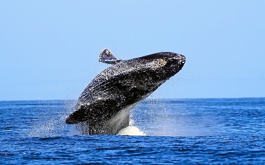 Sound Environment Whales Long Island Sound