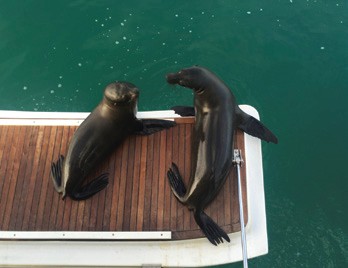 Sea Lions Galapagos