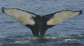 “Salt,” the “Grand Dame” of the Sister Sanctuary Program, has been seen on Stellwagen Bank Sanctuary every summer except one since 1976. She’s also the first Gulf of Maine humpback whale to have been seen by researchers off the Dominican Republic, which confirmed the north-south migration route of humpback whales.