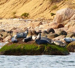 Save The Sound Dispatch: Envisioning Plum Island’s Future