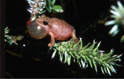 Amphibians and Sailors: Shifting States and Changing Winds